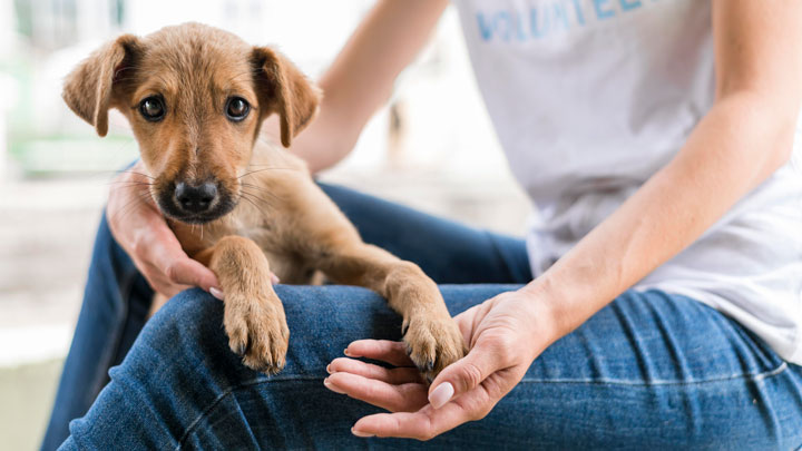 Consejos para tener una adopción segura