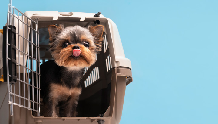 ¿Como transportar un perro?