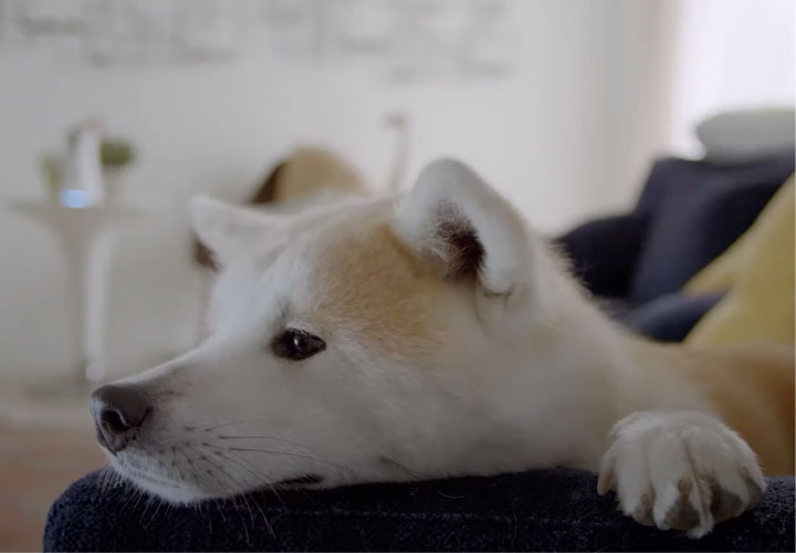 Camara para perros amazon